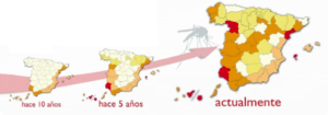 Evolución Dirofilariosis en España