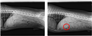 Radiografía abdomen perro