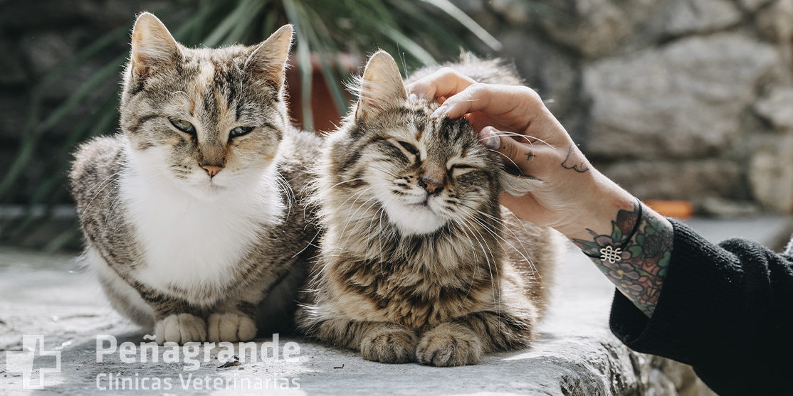 transferir Milímetro Desobediencia Todo sobre las bolas de pelo en gatos – Peñagrande Clinicas Veterinarias